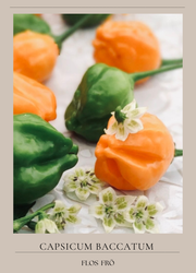 Chili - Aji Mango