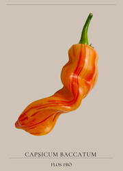 Chili - Sugar Rush Stripey