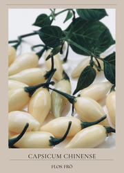 Chili - Chupetinho White