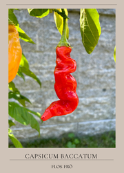 Chili - Sugar Rush Red