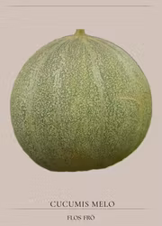 Melon - Petit Gris de Rennes EKO