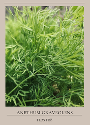Dill - Ella EKO