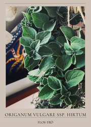 Grekisk Oregano - EKO