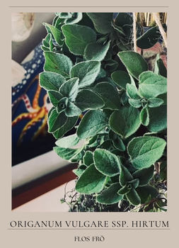 Grekisk Oregano - EKO