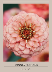 Zinnia - Oklahoma Salmon