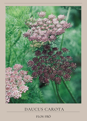 Blomstermorot - Purple Kisses