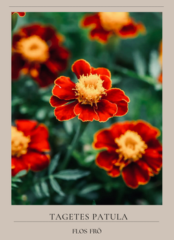 Tagetes - High Dune EKO
