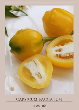 Chili - Aji Tangerine