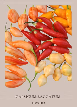 Chili - Aji Omnicolar x Aji White fantasy