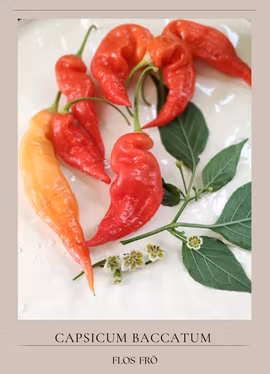 Chili - Aji Strawberry