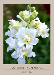 Lejongap - Madame Butterfly Ivory