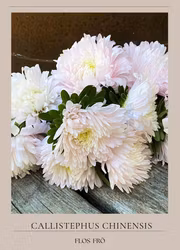 Aster - King Size Appleblossom