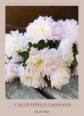 Aster - King Size Appleblossom