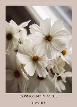 Rosenskära - Versailles White