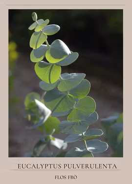 Eukalyptus - Baby Blue