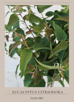 Eukalyptus - Lemon Bush
