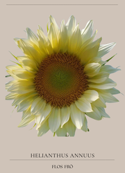 Solros -  F1 "Pro Cut White Lite"