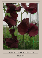 Luktärt - Spring Sunshine Burgundy