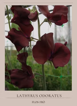 Luktärt - Spring Sunshine Burgundy