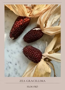 Popcornmajs - Red Strawberry