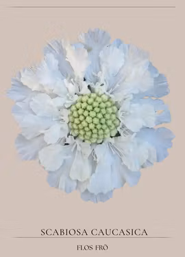 Höstvädd - Fama White