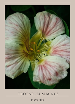 Buskkrasse - Tip Top Pink Blush