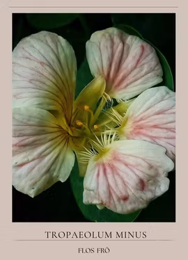 Buskkrasse - Tip Top Pink Blush