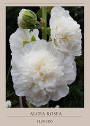 Stockros - Chater’s White