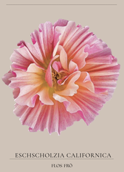 Sömntuta - Thai Silk Rose Chiffon