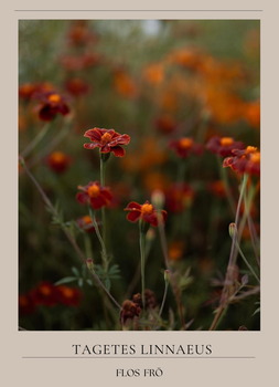 Linnétagetes - Burning Embers