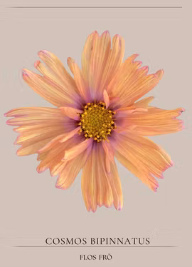 Rosenskära - Apricotta