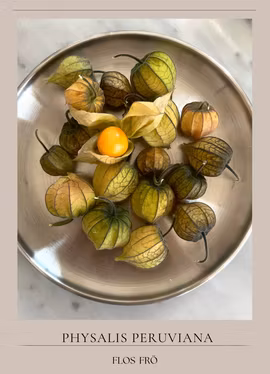Physalis - Kapkrusbär