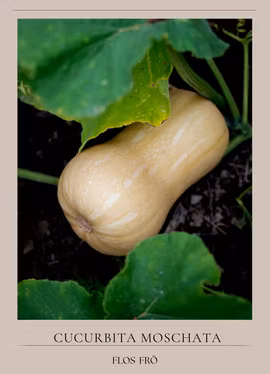 Myskpumpa - Butternut Pixy F1, EKO