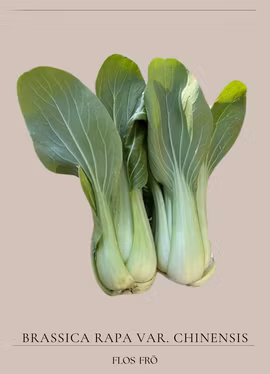 Pak Choi - EKO