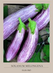 Aubergine - Tsakoniki