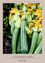 Zucchini - Costata Romanesco EKO