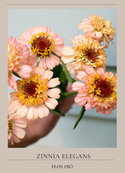 Zinnia - Zinderella Peach