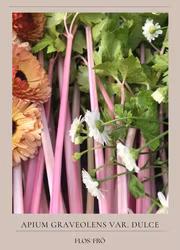 Stjälkselleri - Chinese Pink EKO