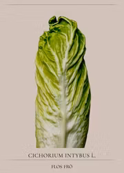 Rosensallat Radicchio - Pan di Zucchero EKO