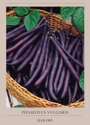 Fransk brytböna - Purple Queen EKO