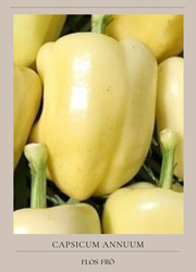 Paprika - Albaregia EKO