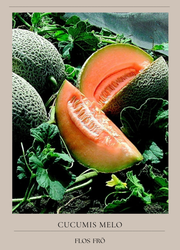 Melon - Best Jumbo EKO
