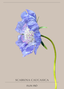 Höstvädd - Perfection Blue EKO