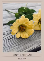 Zinnia - Isabellina
