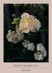 Phlox - Isabellina