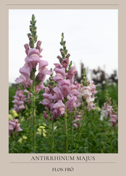Lejongap - Opus III Lavender