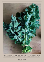 Bladbroccoli - Fiolaro EKO