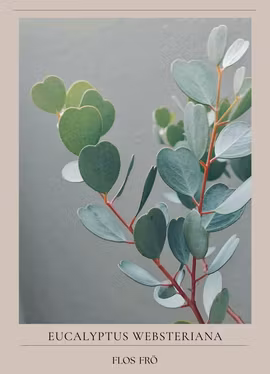 Eukalyptys - Heart Leaf Mallee