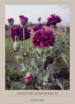 Pionvallmo - Black Peony
