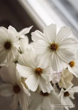 Rosenskära - Versailles White